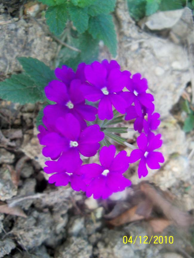 Name:  100_1527.jpg
Views: 511
Size:  63.0 KB