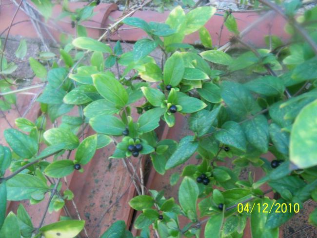 Name:  100_1536.jpg
Views: 487
Size:  52.1 KB