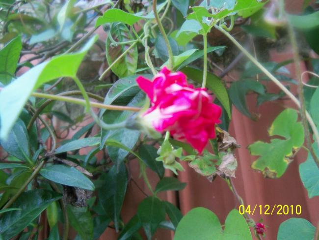 Name:  100_1458.jpg
Views: 487
Size:  48.0 KB