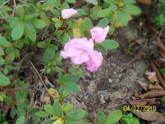 Name:  100_1492.jpg
Views: 476
Size:  54.7 KB
