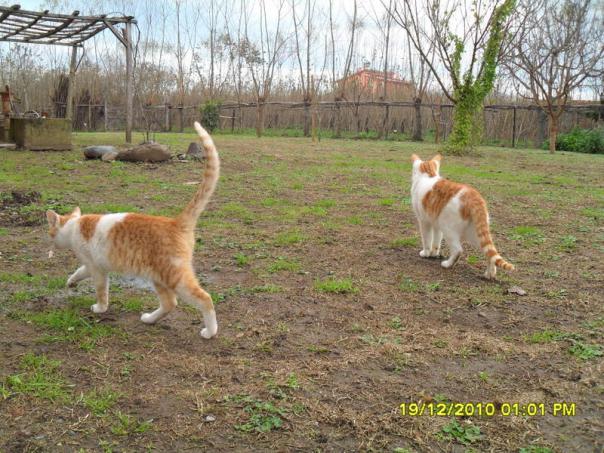 Name:  070.jpg
Views: 439
Size:  70.9 KB