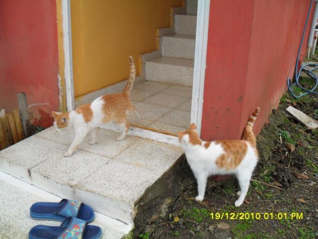 Name:  071.jpg
Views: 424
Size:  47.5 KB