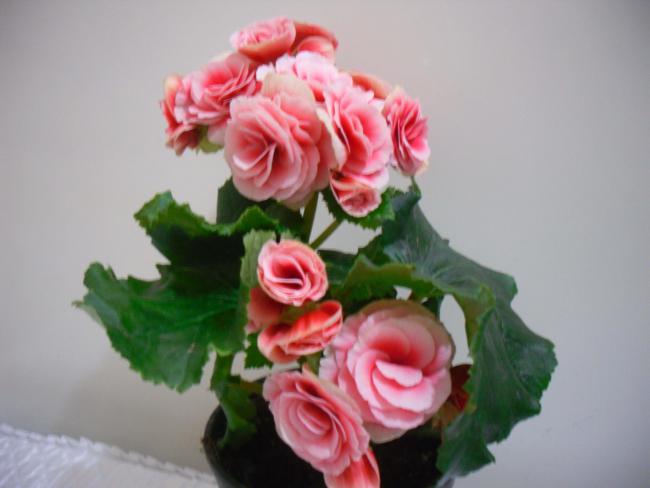 Name:  SDC11642 copy.jpg
Views: 664
Size:  29.1 KB