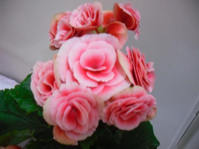 Name:  SDC11670 copy.jpg
Views: 644
Size:  27.3 KB