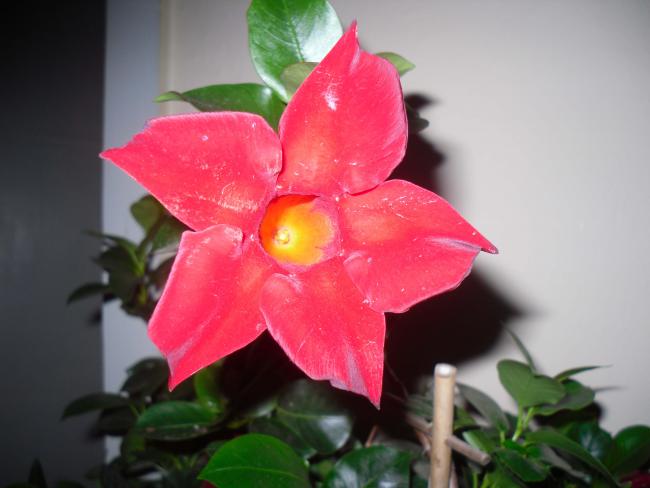 Name:  SDC11680 copy.jpg
Views: 640
Size:  31.8 KB