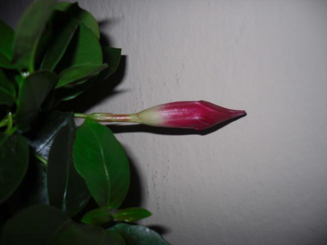 Name:  SDC11681 copy.jpg
Views: 656
Size:  19.3 KB