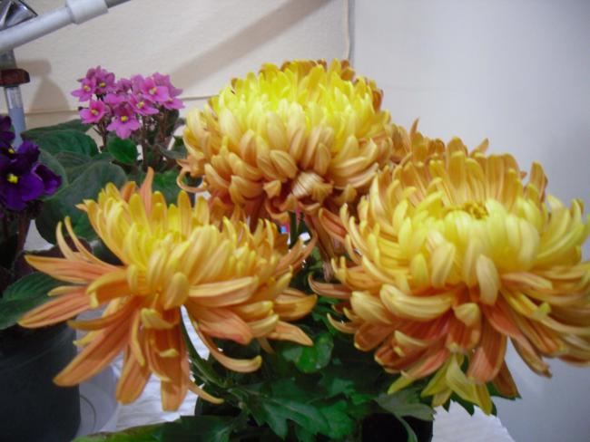 Name:  SDC11685 copy.jpg
Views: 639
Size:  43.1 KB