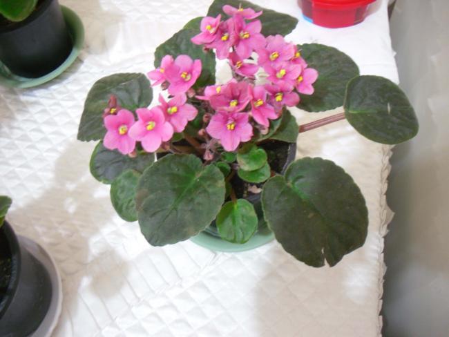 Name:  SDC11694 copy.jpg
Views: 776
Size:  37.4 KB