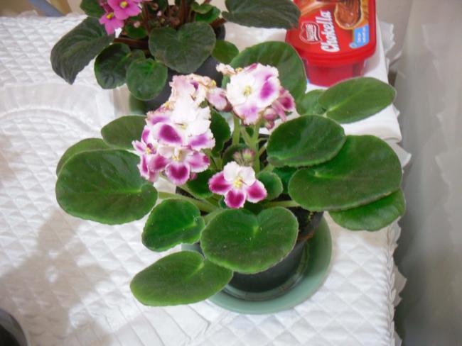Name:  SDC11696 copy.jpg
Views: 843
Size:  40.6 KB