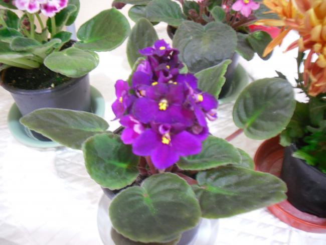 Name:  SDC11697 copy.jpg
Views: 744
Size:  41.8 KB