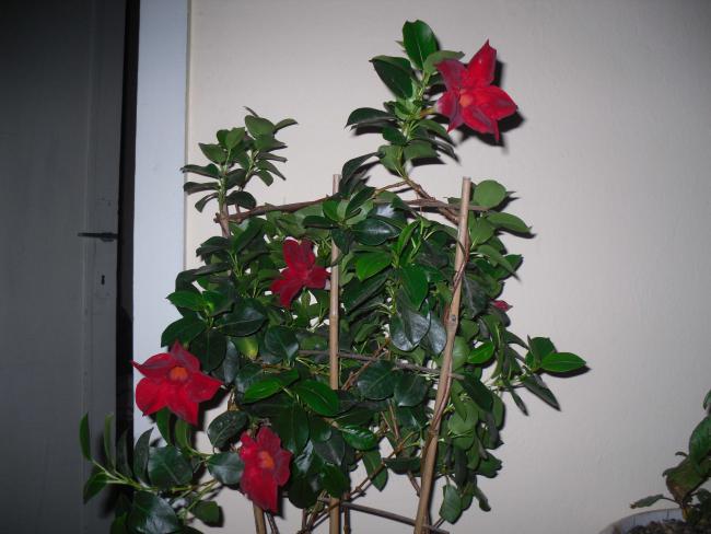 Name:  SDC11682 copy.jpg
Views: 717
Size:  41.9 KB