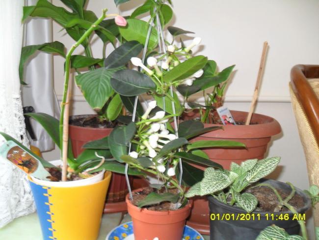 Name:  031.jpg
Views: 462
Size:  51.8 KB