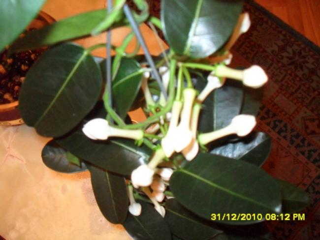 Name:  019.jpg
Views: 468
Size:  38.5 KB