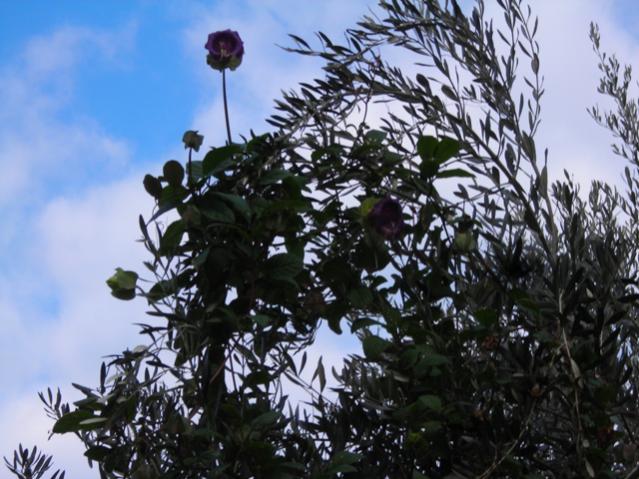 Name:  DSCN4115.jpg
Views: 478
Size:  58.2 KB