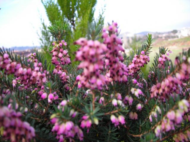 Name:  DSCN4126.jpg
Views: 494
Size:  51.5 KB