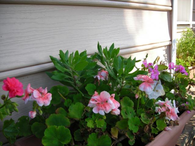 Name:  DSCN4135.jpg
Views: 465
Size:  47.5 KB