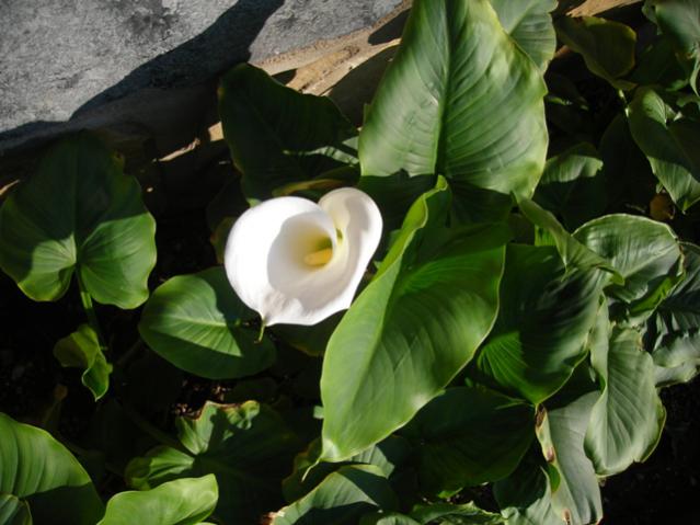 Name:  DSCN4136.jpg
Views: 459
Size:  42.9 KB