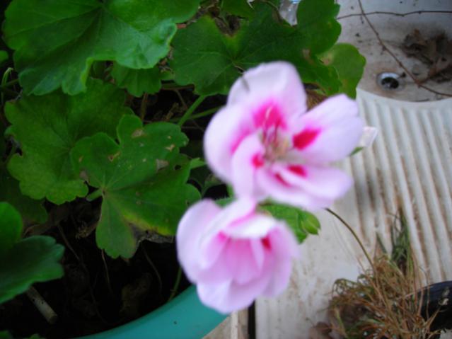 Name:  DSCN4139.jpg
Views: 526
Size:  34.0 KB
