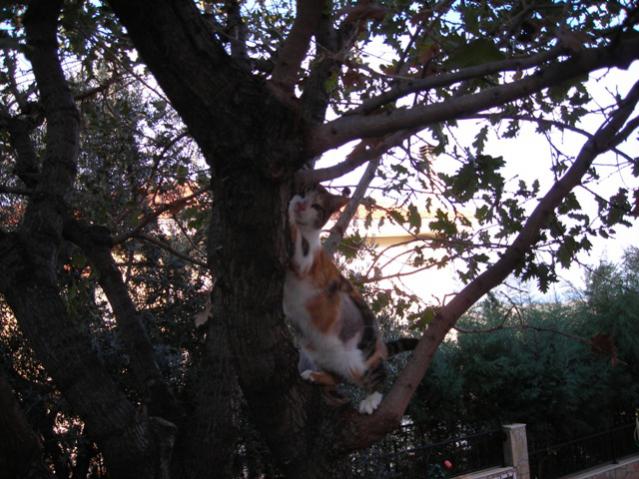Name:  DSCN4137.jpg
Views: 502
Size:  62.1 KB
