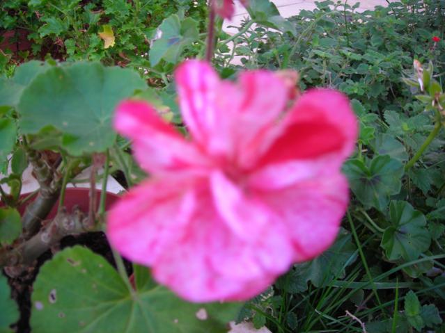 Name:  DSCN4144.jpg
Views: 512
Size:  45.7 KB
