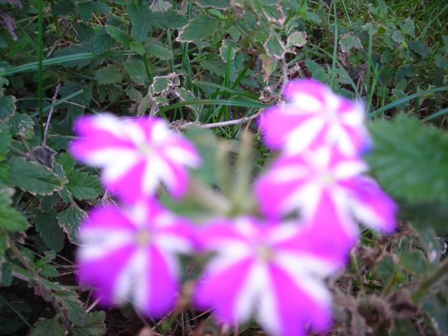 Name:  DSCN4145.jpg
Views: 488
Size:  52.4 KB