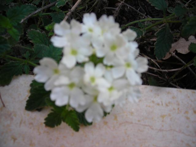 Name:  DSCN4148.jpg
Views: 505
Size:  30.5 KB