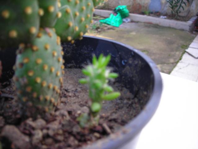 Name:  DSCN4150.jpg
Views: 506
Size:  30.5 KB