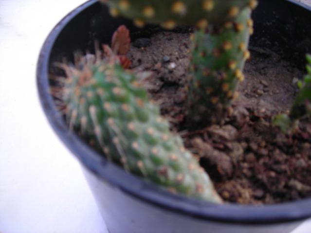 Name:  DSCN4151.jpg
Views: 486
Size:  27.0 KB