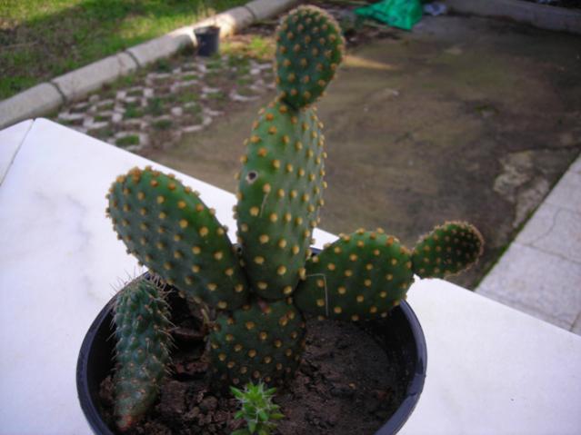 Name:  DSCN4152.jpg
Views: 527
Size:  35.6 KB