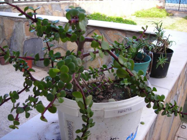 Name:  DSCN4155.jpg
Views: 518
Size:  55.7 KB