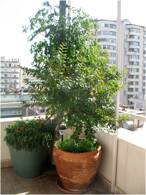 Name:  agaclar2011_18.jpg
Views: 4861
Size:  66.9 KB