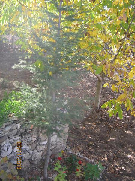 Name:  am 1.jpg
Views: 763
Size:  71.4 KB
