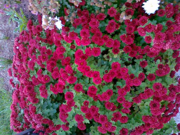 Name:  06112010117.jpg
Views: 497
Size:  71.9 KB