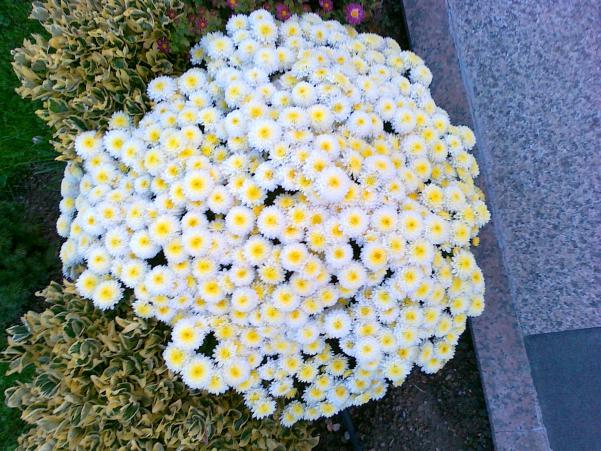Name:  06112010128.jpg
Views: 498
Size:  72.1 KB