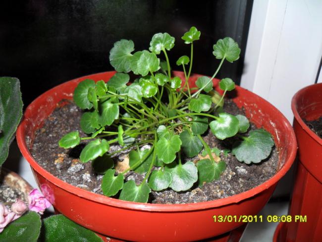 Name:  008.jpg
Views: 1831
Size:  53.7 KB