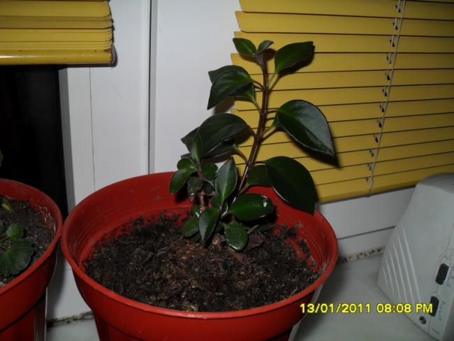 Name:  010.jpg
Views: 1261
Size:  39.6 KB