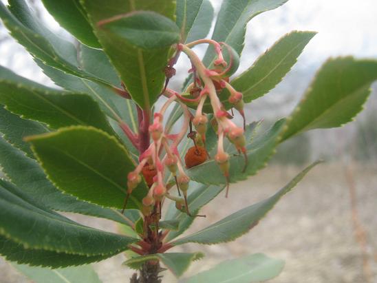 Name:  arbutus unedo.JPG
Views: 1643
Size:  44.4 KB