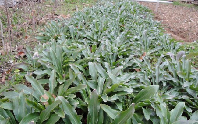 Name:  lilium candidumlar.jpg
Views: 2955
Size:  65.3 KB