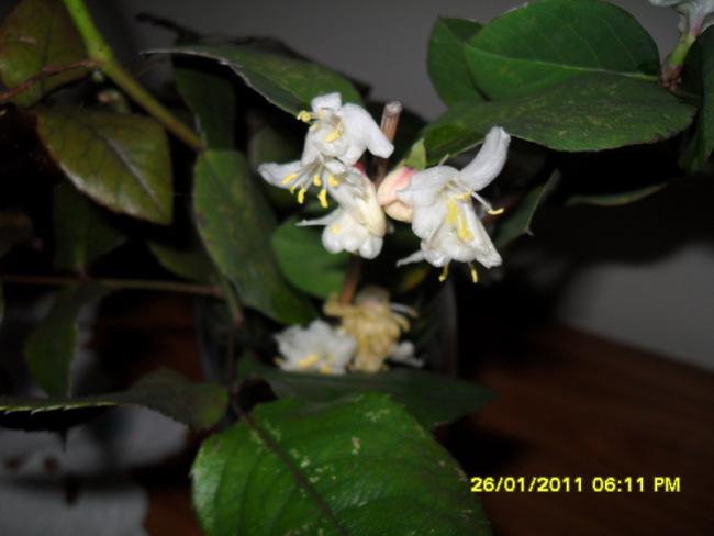 Name:  001.jpg
Views: 648
Size:  28.1 KB