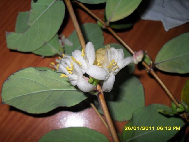 Name:  003.jpg
Views: 641
Size:  34.3 KB