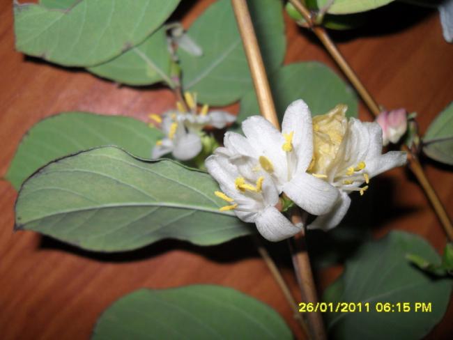 Name:  005.jpg
Views: 609
Size:  32.6 KB