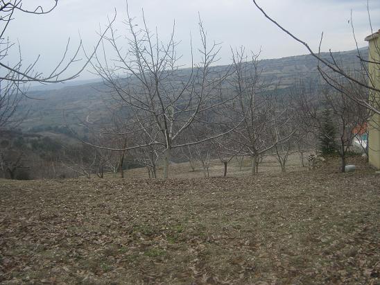 Name:  bahe.JPG
Views: 2415
Size:  64.3 KB