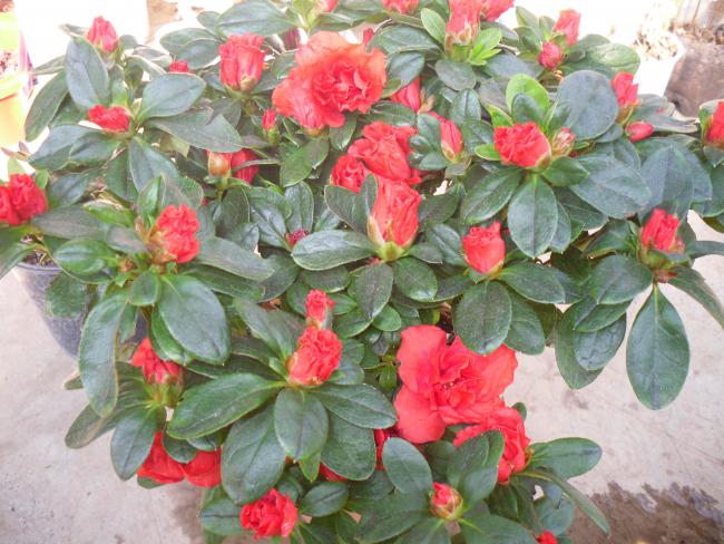 Name:  SDC11735 copy.jpg
Views: 713
Size:  63.2 KB