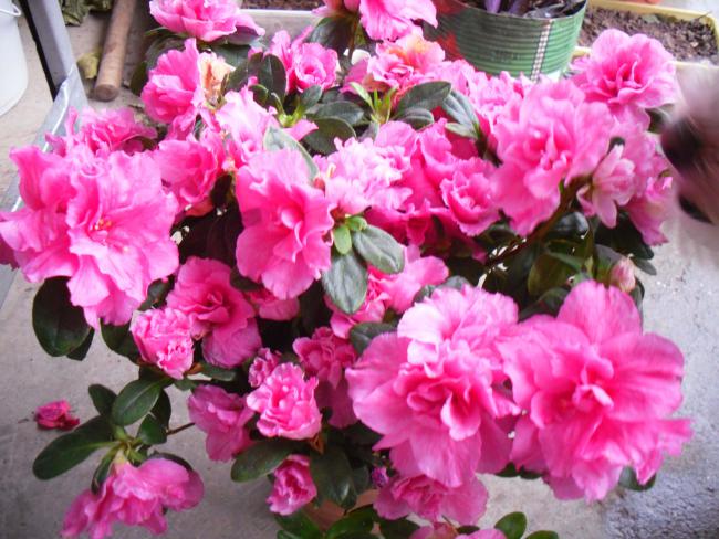 Name:  SDC11741 copy.jpg
Views: 736
Size:  63.2 KB