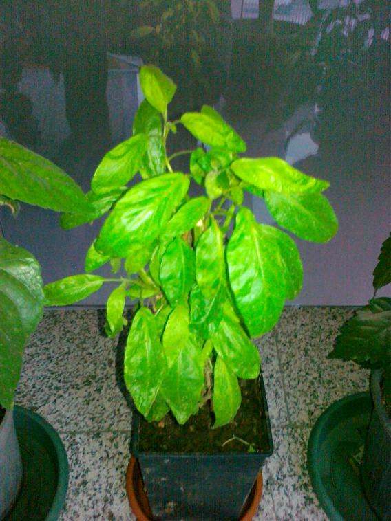 Name:  28012011203.jpg
Views: 525
Size:  71.3 KB