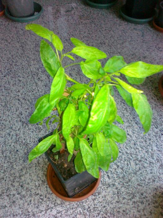 Name:  28012011206.jpg
Views: 519
Size:  75.0 KB