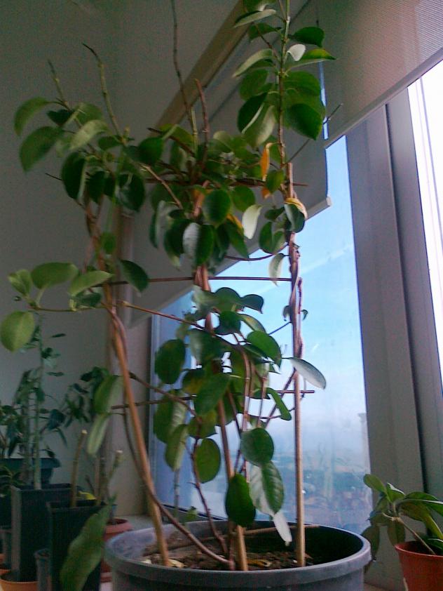 Name:  28012011215.jpg
Views: 527
Size:  70.2 KB