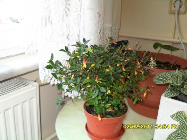 Name:  020.jpg
Views: 567
Size:  46.3 KB