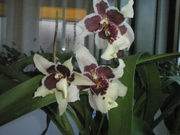 Name:  P2030014 (600 x 450).jpg
Views: 956
Size:  58.8 KB