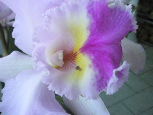 Name:  P2030012 (600 x 450).jpg
Views: 952
Size:  44.6 KB